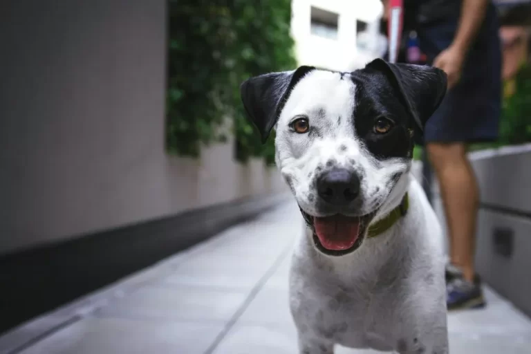 A white dog with black spots and a black ear stands on a sidewalk, looking at the camera with its mouth open. A person is visible in the blurred background, highlighting the need to understand dog bite laws in California.