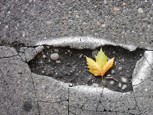 A yellow maple leaf lies in a crack on rough, gray California asphalt, hinting at injuries caused by dangerous road conditions.
